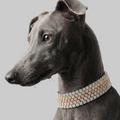Rainbow Collar Tavari