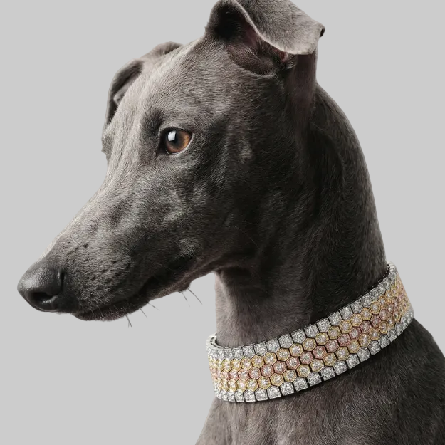 Rainbow Collar Tavari