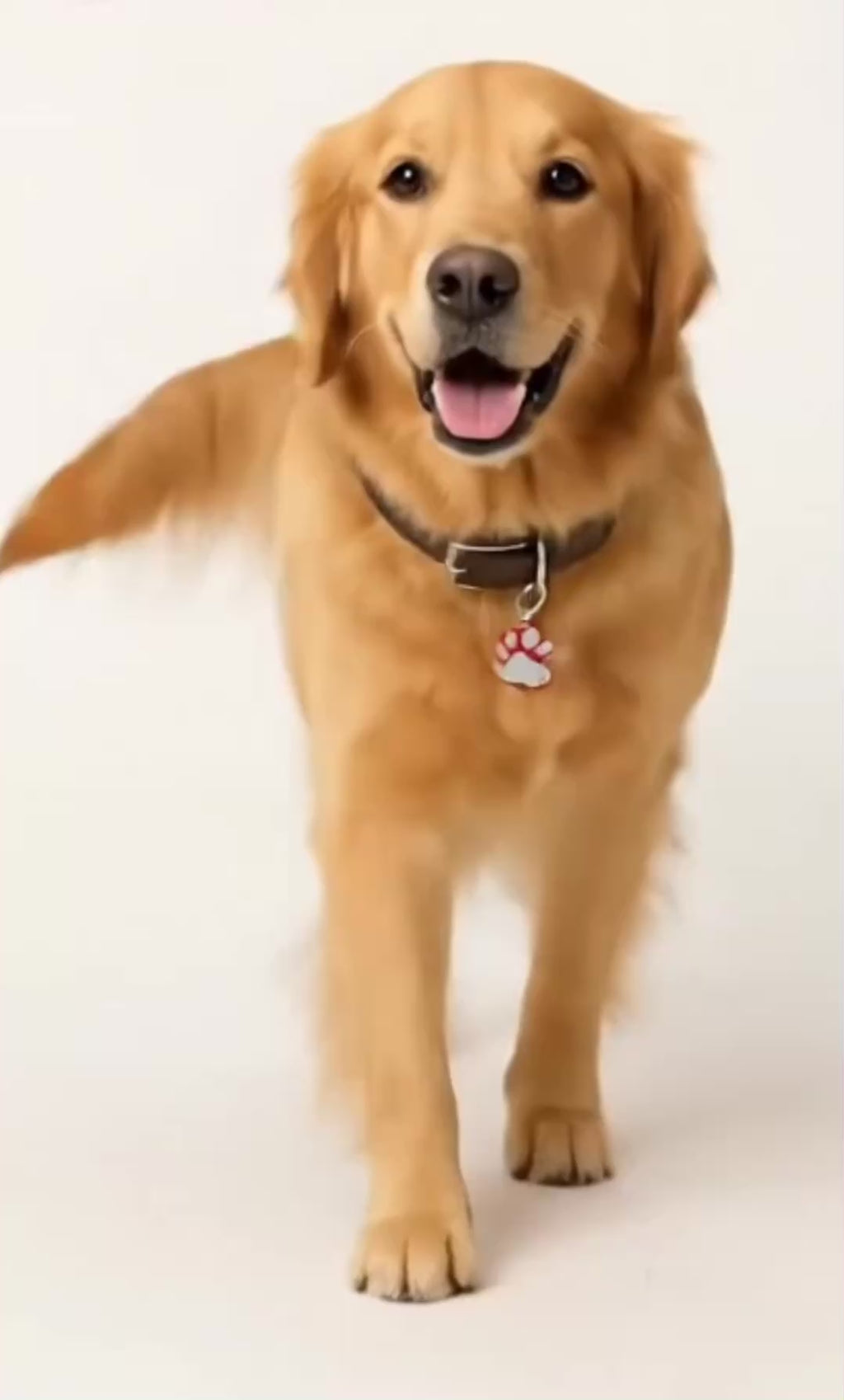 Paw